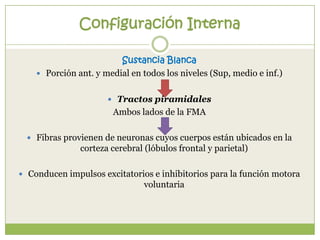 Configuración Interna
Sustancia Blanca
 Porción ant. y medial en todos los niveles (Sup, medio e inf.)
 Tractos piramidales

Ambos lados de la FMA
 Fibras provienen de neuronas cuyos cuerpos están ubicados en la

corteza cerebral (lóbulos frontal y parietal)
 Conducen impulsos excitatorios e inhibitorios para la función motora

voluntaria

 