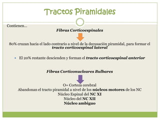 Tractos Piramidales
Contienen…
Fibras Corticoespinales

80% cruzan hacia el lado contrario a nivel de la decusación piramidal, para formar el
tracto corticoespinal lateral
 El 20% restante descienden y forman el tracto corticoespinal anterior

Fibras Corticonucleares Bulbares
O= Corteza cerebral
Abandonan el tracto piramidal a nivel de los núcleos motores de los NC
Núcleo Espinal del NC XI
Núcleo del NC XII
Núcleo ambiguo

 