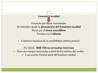 Lemnisco medial
Formado por fibras ascendentes
Se extienden desde la decusación del lemnisco medial
Pasan por el troco encefálico
Termina en el tálamo
 Conducen impulsos de la sensibilidad cutánea general

Por detrás
Fibras arcuatas internas
 Tiene sus cuerpos neuronales a nivel de los núcleos del cordón
 Y sus axones forman parte del lemnisco medial

 