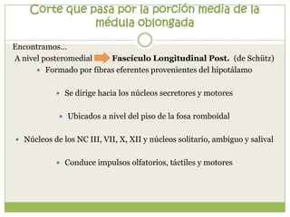Corte que pasa por la porción media de la
médula oblongada
Encontramos…
A nivel posteromedial
Fascículo Longitudinal Post. (de Schütz)
 Formado por fibras eferentes provenientes del hipotálamo
 Se dirige hacia los núcleos secretores y motores
 Ubicados a nivel del piso de la fosa romboidal
 Núcleos de los NC III, VII, X, XII y núcleos solitario, ambiguo y salival
 Conduce impulsos olfatorios, táctiles y motores

 