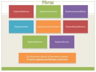 Fibras
Espinotalámicas

Espinorreticulares

Espinomesencefálicas

Espinotectales

Espinoperiacueductales

Espinohipotalámicas

Espinobulbares

Espinoolivares

En dirección lateral al lemnisco espinal
Tracto espinocerebeloso anterior

 