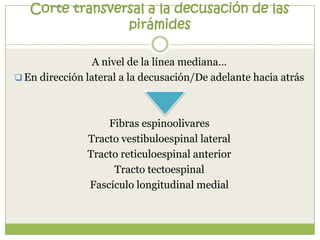 Corte transversal a la decusación de las
pirámides
A nivel de la línea mediana…
 En dirección lateral a la decusación/De adelante hacia atrás

Fibras espinoolivares
Tracto vestibuloespinal lateral
Tracto reticuloespinal anterior
Tracto tectoespinal
Fascículo longitudinal medial

 