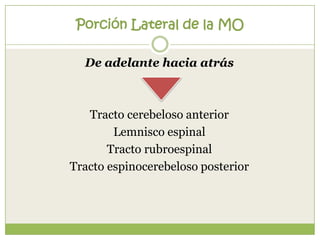 Porción Lateral de la MO
De adelante hacia atrás

Tracto cerebeloso anterior
Lemnisco espinal
Tracto rubroespinal
Tracto espinocerebeloso posterior

 