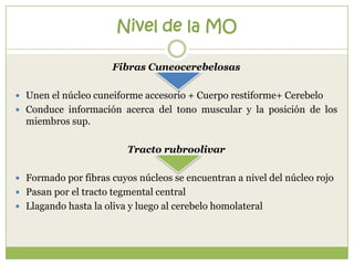 Nivel de la MO
Fibras Cuneocerebelosas
 Unen el núcleo cuneiforme accesorio + Cuerpo restiforme+ Cerebelo
 Conduce información acerca del tono muscular y la posición de los

miembros sup.

Tracto rubroolivar
 Formado por fibras cuyos núcleos se encuentran a nivel del núcleo rojo
 Pasan por el tracto tegmental central
 Llagando hasta la oliva y luego al cerebelo homolateral

 