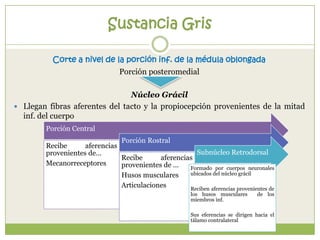 Sustancia Gris
Corte a nivel de la porción inf. de la médula oblongada
Porción posteromedial
Núcleo Grácil
 Llegan fibras aferentes del tacto y la propiocepción provenientes de la mitad
inf. del cuerpo
Porción Central
Porción Rostral
Recibe
aferencias
Subnúcleo Retrodorsal
provenientes de…
Recibe
aferencias
Mecanorreceptores
provenientes de …
Formado por cuerpos neuronales
ubicados del núcleo grácil
Husos musculares
Articulaciones
Reciben aferencias provenientes de
los husos musculares
miembros inf.

de los

Sus eferencias se dirigen hacia el
tálamo contralateral

 