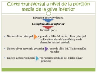 Corte transversal a nivel de la porción
media de la oliva inferior
Dirección anterior y lateral

Complejo olivar inferior
Formado por…
 Núcleo olivar principal

+ grande = hilio del núcleo olivar principal
*recibe aferencias de la médula y envía
eferencias hacia el cerebelo

 Núcleo olivar accesorio posterior

 Núcleo accesorio medial

*entre la oliva inf. Y la formación
reticular

*por delante del hilio del núcleo olivar
principal

 