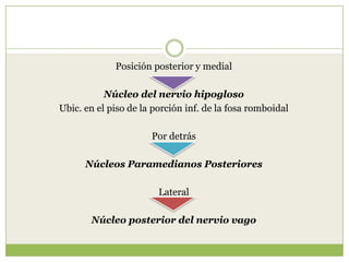 Posición posterior y medial

Núcleo del nervio hipogloso
Ubic. en el piso de la porción inf. de la fosa romboidal
Por detrás
Núcleos Paramedianos Posteriores
Lateral
Núcleo posterior del nervio vago

 