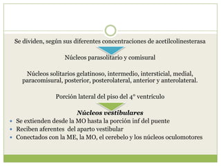 Se dividen, según sus diferentes concentraciones de acetilcolinesterasa

Núcleos parasolitario y comisural
Núcleos solitarios gelatinoso, intermedio, intersticial, medial,
paracomisural, posterior, posterolateral, anterior y anterolateral.

Porción lateral del piso del 4° ventrículo
Núcleos vestibulares
 Se extienden desde la MO hasta la porción inf del puente
 Reciben aferentes del aparto vestibular
 Conectados con la ME, la MO, el cerebelo y los núcleos oculomotores

 