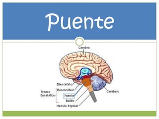 Puente

 