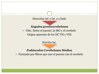 Dirección inf. y lat. a c/lado

Ángulos pontocerebelosos
 Ubic. Entre el puente, la MO y el cerebelo
Origen aparente de los NC VII y VIII
Porción lat.
Pedúnculos Cerebelosos Medios
 Formado por fibras que une el puente con el cerebelo

 
