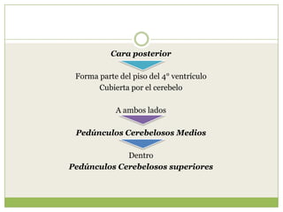 Cara posterior

Forma parte del piso del 4° ventrículo
Cubierta por el cerebelo
A ambos lados
Pedúnculos Cerebelosos Medios
Dentro
Pedúnculos Cerebelosos superiores

 
