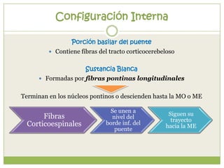 Configuración Interna
Porción basilar del puente
 Contiene fibras del tracto corticocerebeloso
Sustancia Blanca
 Formadas por fibras pontinas longitudinales

Terminan en los núcleos pontinos o descienden hasta la MO o ME

Fibras
Corticoespinales

Se unen a
nivel del
borde inf. del
puente

Siguen su
trayecto
hacia la ME

 