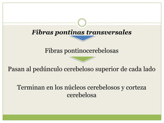 Fibras pontinas transversales
Fibras pontinocerebelosas
Pasan al pedúnculo cerebeloso superior de cada lado
Terminan en los núcleos cerebelosos y corteza
cerebelosa

 