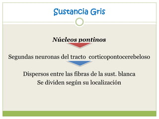 Sustancia Gris

Núcleos pontinos
Segundas neuronas del tracto corticopontocerebeloso
Dispersos entre las fibras de la sust. blanca
Se dividen según su localización

 