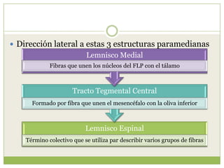  Dirección lateral a estas 3 estructuras paramedianas

Lemnisco Medial
Fibras que unen los núcleos del FLP con el tálamo

Tracto Tegmental Central
Formado por fibra que unen el mesencéfalo con la oliva inferior

Lemnisco Espinal
Término colectivo que se utiliza par describir varios grupos de fibras

 