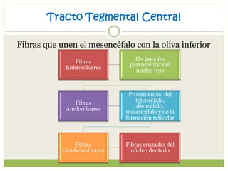 Tracto Tegmental Central
Fibras que unen el mesencéfalo con la oliva inferior
Fibras
Rubroolivares

O= porción
parvocelular del
núcleo rojo

Fibras
Anuloolivares

Provenientes del
telencéfalo,
diencéfalo,
mesencéfalo y de la
formación reticular

Fibras
Cerebeloolivares

Fibras cruzadas del
núcleo dentado

 