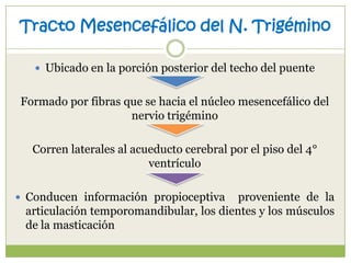 Tracto Mesencefálico del N. Trigémino
 Ubicado en la porción posterior del techo del puente

Formado por fibras que se hacia el núcleo mesencefálico del
nervio trigémino

Corren laterales al acueducto cerebral por el piso del 4°
ventrículo
 Conducen información propioceptiva

proveniente de la
articulación temporomandibular, los dientes y los músculos
de la masticación

 
