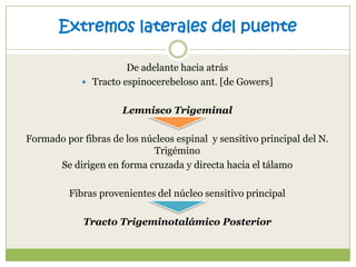 Extremos laterales del puente
De adelante hacia atrás
 Tracto espinocerebeloso ant. [de Gowers]
Lemnisco Trigeminal
Formado por fibras de los núcleos espinal y sensitivo principal del N.
Trigémino
Se dirigen en forma cruzada y directa hacia el tálamo
Fibras provenientes del núcleo sensitivo principal
Tracto Trigeminotalámico Posterior

 