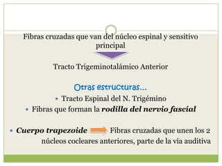 Fibras cruzadas que van del núcleo espinal y sensitivo
principal
Tracto Trigeminotalámico Anterior
Otras estructuras…
 Tracto Espinal del N. Trigémino
 Fibras que forman la rodilla del nervio fascial
 Cuerpo trapezoide

Fibras cruzadas que unen los 2
núcleos cocleares anteriores, parte de la vía auditiva

 