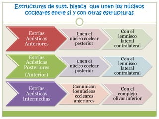 Estructuras de sust. blanca que unen los núcleos
cocleares entre sí y con otras estructuras

Estrías
Acústicas
Anteriores

Unen el
núcleo coclear
posterior

Con el
lemnisco
lateral
contralateral

Estrías
Acústicas
Posteriores
(Anterior)

Unen el
núcleo coclear
posterior

Con el
lemnisco
lateral
contralateral

Estrías
Acústicas
Intermedias

Comunican
los núcleos
cocleares
anteriores

Con el
complejo
olivar inferior

 
