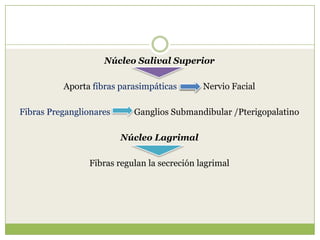 Núcleo Salival Superior

Aporta fibras parasimpáticas
Fibras Preganglionares

Nervio Facial

Ganglios Submandibular /Pterigopalatino

Núcleo Lagrimal
Fibras regulan la secreción lagrimal

 