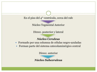 En el piso del 4° ventrículo, cerca del rafe

Núcleo Tegmental Anterior
Direcc. posterior y lateral
Núcleo Ceruleus
 Formado por una columna de células negro-azuladas
 Forman parte del sistema catecolaminérgico central
Direcc. anterior
Núcleo Subceruleus

 