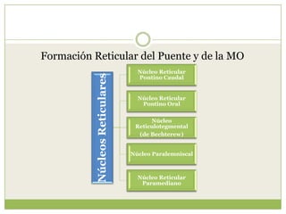 Núcleos Reticulares

Formación Reticular del Puente y de la MO
Núcleo Reticular
Pontino Caudal

Núcleo Reticular
Pontino Oral
Núcleo
Reticulotegmental
(de Bechterew)
Núcleo Paralemniscal

Núcleo Reticular
Paramediano

 