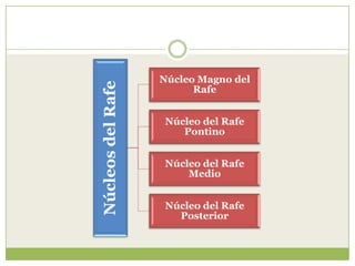 Núcleos del Rafe

Núcleo Magno del
Rafe
Núcleo del Rafe
Pontino
Núcleo del Rafe
Medio
Núcleo del Rafe
Posterior

 