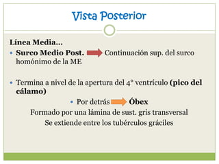 Vista Posterior
Línea Media…
 Surco Medio Post.
homónimo de la ME

Continuación sup. del surco

 Termina a nivel de la apertura del 4° ventrículo (pico del

cálamo)
 Por detrás

Óbex
Formado por una lámina de sust. gris transversal
Se extiende entre los tubérculos gráciles

 