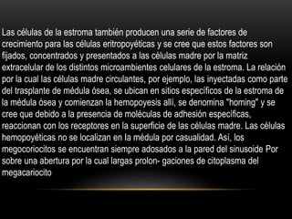 Las células de la estroma también producen una serie de factores de
crecimiento para las células eritropoyéticas y se cree que estos factores son
fijados, concentrados y presentados a las células madre por la matriz
extracelular de los distintos microambientes celulares de la estroma. La relación
por la cual las células madre circulantes, por ejemplo, las inyectadas como parte
del trasplante de médula ósea, se ubican en sitios específicos de la estroma de
la médula ósea y comienzan la hemopoyesis allí, se denomina "homing" y se
cree que debido a la presencia de moléculas de adhesión específicas,
reaccionan con los receptores en la superficie de las células madre. Las células
hemopoyéticas no se localizan en Ia médula por casualidad. Así, los
megocoriocitos se encuentran siempre adosados a la pared del sinusoide Por
sobre una abertura por la cual largas prolon- gaciones de citoplasma del
megacariocito
 