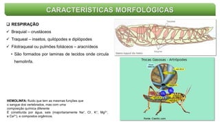 CARACTERÍSTICAS MORFOLÓGICAS
 RESPIRAÇÃO
 Braquial – crustáceos
 Traqueal – insetos, quilópodes e diplópodes
 Filotraqueal ou pulmões foliáceos – aracnídeos
• São formados por laminas de tecidos onde circula
hemolinfa.
HEMOLINFA: fluido que tem as mesmas funções que
o sangue dos vertebrados, mas com uma
composição química diferente
É constituída por água, sais (majoritariamente Na+, Cl-, K+, Mg2+,
e Ca2+), e compostos orgânicos.
 
