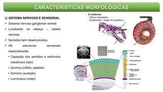 CARACTERÍSTICAS MORFOLÓGICAS
 SISTEMA NERVOSO E SENSORIAL
 Sistema nervoso ganglionar ventral
 Localizado na cabeça – cadeia
nervosa
 Sentidos bem desenvolvidos
 Há estruturas sensoriais
especializadas
• Captação dos sentidos e estímulos
mecânicos (tato)
• Químico (olfato, paladar)
• Sonoros (audição)
• Luminosos (visão)
Crustáceos
- Olhos compostos
- Estatocisto – órgão do equilíbrio
 