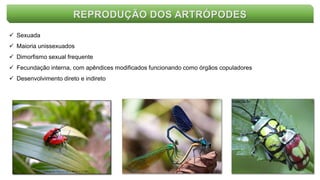 REPRODUÇÃO DOS ARTRÓPODES
 Sexuada
 Maioria unissexuados
 Dimorfismo sexual frequente
 Fecundação interna, com apêndices modificados funcionando como órgãos copuladores
 Desenvolvimento direto e indireto
 