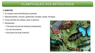 CLASIFICAÇÃO DOS ARTRÓPODES
 INSETOS
 É a classe mais diversificada do planeta
 Representantes: moscas, gafanhotos, baratas, traças, formigas...
 Corpo dividido em cabeça, tórax e abdome
 Apresentam:
• Três pares de pernas toráxicas (hexápodes)
• Um par de antenas
• Dois pares de asas (maioria)
 