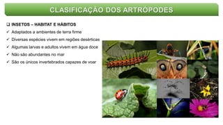 CLASIFICAÇÃO DOS ARTRÓPODES
 INSETOS – HABITAT E HÁBITOS
 Adaptados a ambientes de terra firme
 Diversas espécies vivem em regiões desérticas
 Algumas larvas e adultos vivem em água doce
 Não são abundantes no mar
 São os únicos invertebrados capazes de voar
 