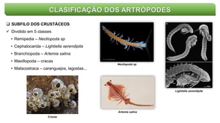CLASIFICAÇÃO DOS ARTRÓPODES
 SUBFILO DOS CRUSTÁCEOS
 Dividido em 5 classes
• Remipedia – Nectiopoda sp
• Cephalocarida – Lightiella serendipita
• Branchiopoda – Artemia salina
• Maxillopoda – cracas
• Malacostraca – caranguejos, lagostas...
Nectiopoda sp
Lightiella serendipita
Artemia salina
Cracas
 