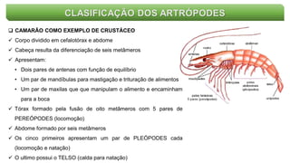CLASIFICAÇÃO DOS ARTRÓPODES
 CAMARÃO COMO EXEMPLO DE CRUSTÁCEO
 Corpo dividido em cefalotórax e abdome
 Cabeça resulta da diferenciação de seis metâmeros
 Apresentam:
• Dois pares de antenas com função de equilíbrio
• Um par de mandíbulas para mastigação e trituração de alimentos
• Um par de maxilas que que manipulam o alimento e encaminham
para a boca
 Tórax formado pela fusão de oito metâmeros com 5 pares de
PEREÓPODES (locomoção)
 Abdome formado por seis metâmeros
 Os cinco primeiros apresentam um par de PLEÓPODES cada
(locomoção e natação)
 O ultimo possui o TELSO (calda para natação)
 
