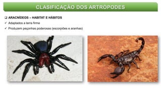 CLASIFICAÇÃO DOS ARTRÓPODES
 ARACNÍDEOS – HABITAT E HÁBITOS
 Adaptados a terra firme
 Produzem peçonhas poderosas (escorpiões e aranhas)
 