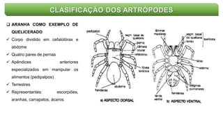 CLASIFICAÇÃO DOS ARTRÓPODES
 ARANHA COMO EXEMPLO DE
QUELICERADO
 Corpo dividido em cefalotórax e
abdome
 Quatro pares de pernas
 Apêndices anteriores
especializados em manipular os
alimentos (pedipalpos)
 Terrestres
 Representantes: escorpiões,
aranhas, carrapatos, ácaros.
 