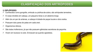 CLASIFICAÇÃO DOS ARTRÓPODES
 DIPLÓPODES
 Conhecidos como gongolôs, embuás ou piolhos-de-cobra, são artrópodes terrestres.
 O corpo dividido em cabeça, um pequeno tórax e um abdome longo.
 Além de um par de antenas, a cabeça é dotada de peças bucais e dois ocelos.
 Possuem dois pares de patas em cada anel.
 Organismos dióicos.
 São todos inofensivos, já que não possuem glândulas secretoras de peçonha.
 Vivem em buracos no solo. Enroscam-se quando agredidos.
 