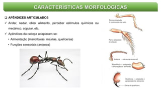 CARACTERÍSTICAS MORFOLÓGICAS
 APÊNDICES ARTICULADOS
 Andar, nadar, obter alimento, perceber estímulos químicos ou
mecânico, copular, etc.
 Apêndices da cabeça adaptaram-se:
• Alimentação (mandíbulas, maxilas, quelíceras)
• Funções sensoriais (antenas)
 