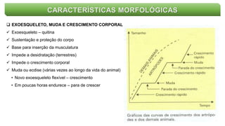 CARACTERÍSTICAS MORFOLÓGICAS
 EXOESQUELETO, MUDA E CRESCIMENTO CORPORAL
 Exoesqueleto – quitina
 Sustentação e proteção do corpo
 Base para inserção da musculatura
 Impede a desidratação (terrestres)
 Impede o crescimento corporal
 Muda ou ecdise (várias vezes ao longo da vida do animal)
• Novo exoesqueleto flexível – crescimento
• Em poucas horas endurece – para de crescer
 