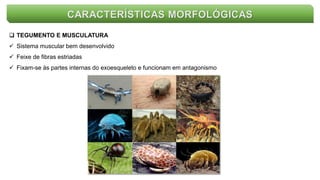  TEGUMENTO E MUSCULATURA
 Sistema muscular bem desenvolvido
 Feixe de fibras estriadas
 Fixam-se às partes internas do exoesqueleto e funcionam em antagonismo
CARACTERÍSTICAS MORFOLÓGICAS
 