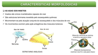 CARACTERÍSTICAS MORFOLÓGICAS
 AS ASAS DOS INSETOS
 Insetos são únicos invertebrados capazes de voar
 São estruturas laminares revestida pelo exoesqueleto quitinoso
 Movimentam-se pela atuação conjunta do exoesqueleto e dos músculos de voo
 Os movimentos ocorrem pela ação antagônica dos músculos torácicos
 