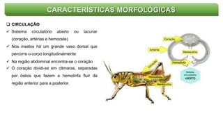 CARACTERÍSTICAS MORFOLÓGICAS
 CIRCULAÇÃO
 Sistema circulatório aberto ou lacunar
(coração, artérias e hemocele)
 Nos insetos há um grande vaso dorsal que
percorre o corpo longitudinalmente
 Na região abdominal encontra-se o coração
 O coração dividi-se em câmaras, separadas
por óstios que fazem a hemolinfa fluir da
região anterior para a posterior.
 