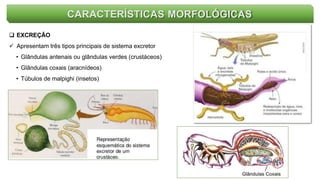 CARACTERÍSTICAS MORFOLÓGICAS
 EXCREÇÃO
 Apresentam três tipos principais de sistema excretor
• Glândulas antenais ou glândulas verdes (crustáceos)
• Glândulas coxais (aracnídeos)
• Túbulos de malpighi (insetos)
 