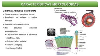CARACTERÍSTICAS MORFOLÓGICAS
 SISTEMA NERVOSO E SENSORIAL
 Sistema nervoso ganglionar ventral
 Localizado na cabeça – cadeia
nervosa
 Sentidos bem desenvolvidos
 Há estruturas sensoriais
especializadas
• Captação dos sentidos e estímulos
mecânicos (tato)
• Químico (olfato, paladar)
• Sonoros (audição)
• Luminosos (visão)
Crustáceos
- Olhos compostos
- Estatocisto – órgão do equilíbrio
 