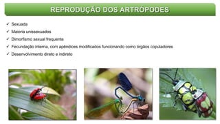 REPRODUÇÃO DOS ARTRÓPODES
 Sexuada
 Maioria unissexuados
 Dimorfismo sexual frequente
 Fecundação interna, com apêndices modificados funcionando como órgãos copuladores
 Desenvolvimento direto e indireto
 