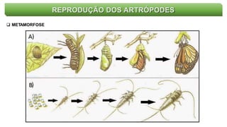 REPRODUÇÃO DOS ARTRÓPODES
 METAMORFOSE
 