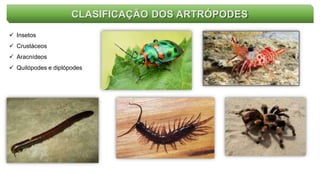 CLASIFICAÇÃO DOS ARTRÓPODES
 Insetos
 Crustáceos
 Aracnídeos
 Quilópodes e diplópodes
 